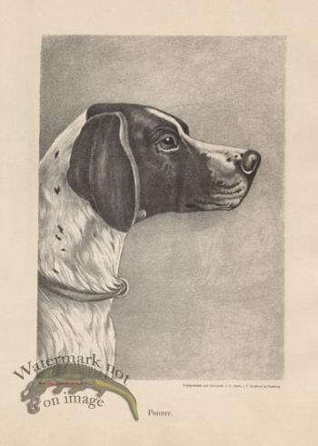 1890s Dogs 25